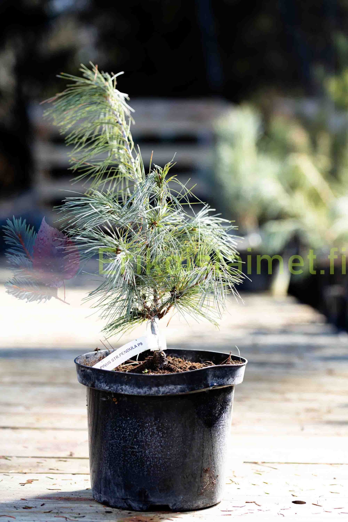 Pinus strobus 'Pendula' - Riippastrobusmänty