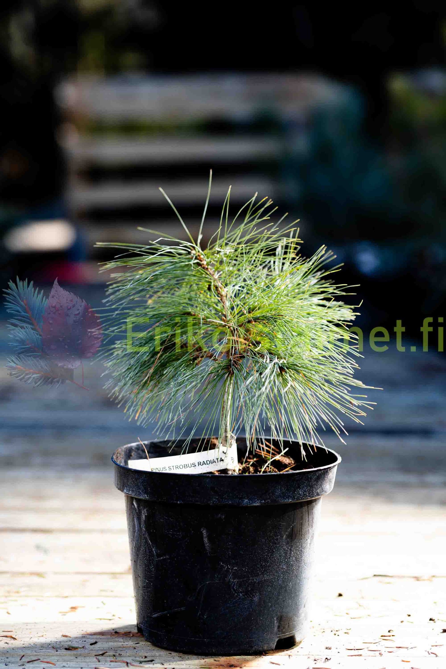 Pinus Strobus "Radiata" - Dwarf strobus pine