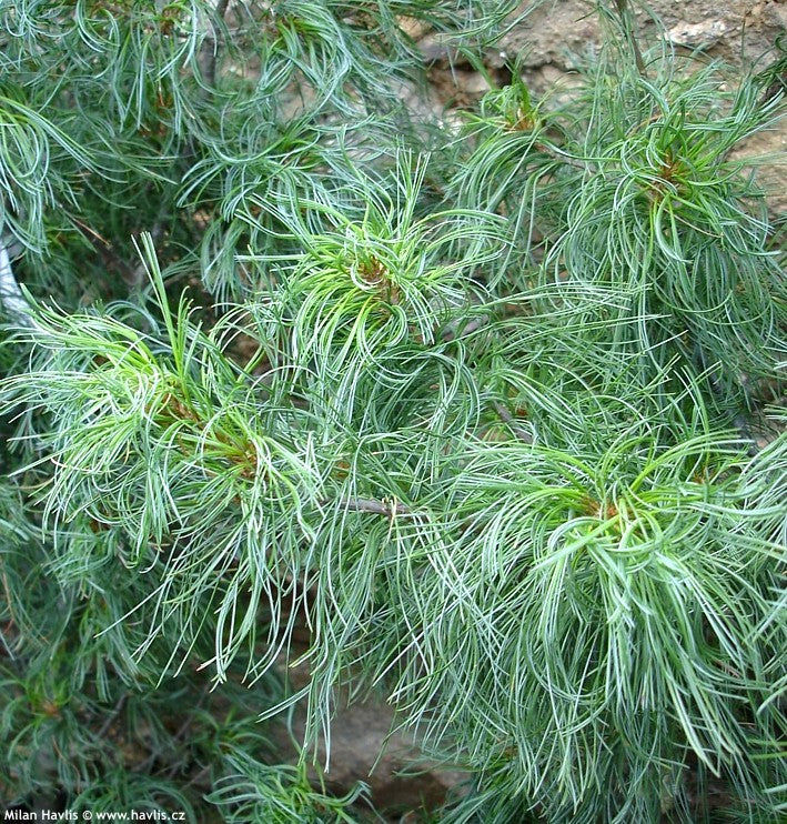 Pinus strobus "Tiny Curls" - Strobus pine