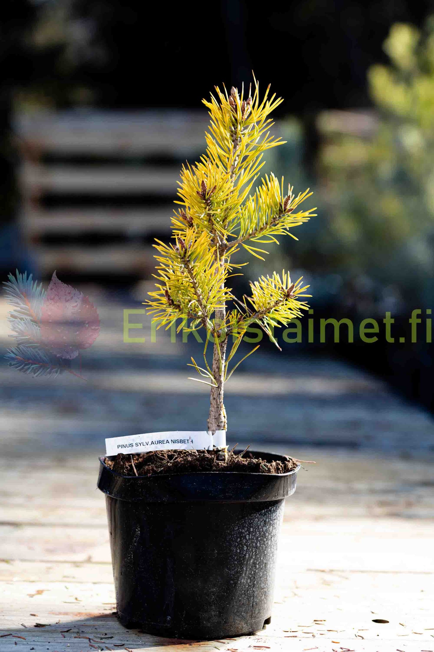 Pinus sylvestris "Aurea Nisbet" - Keltamänty