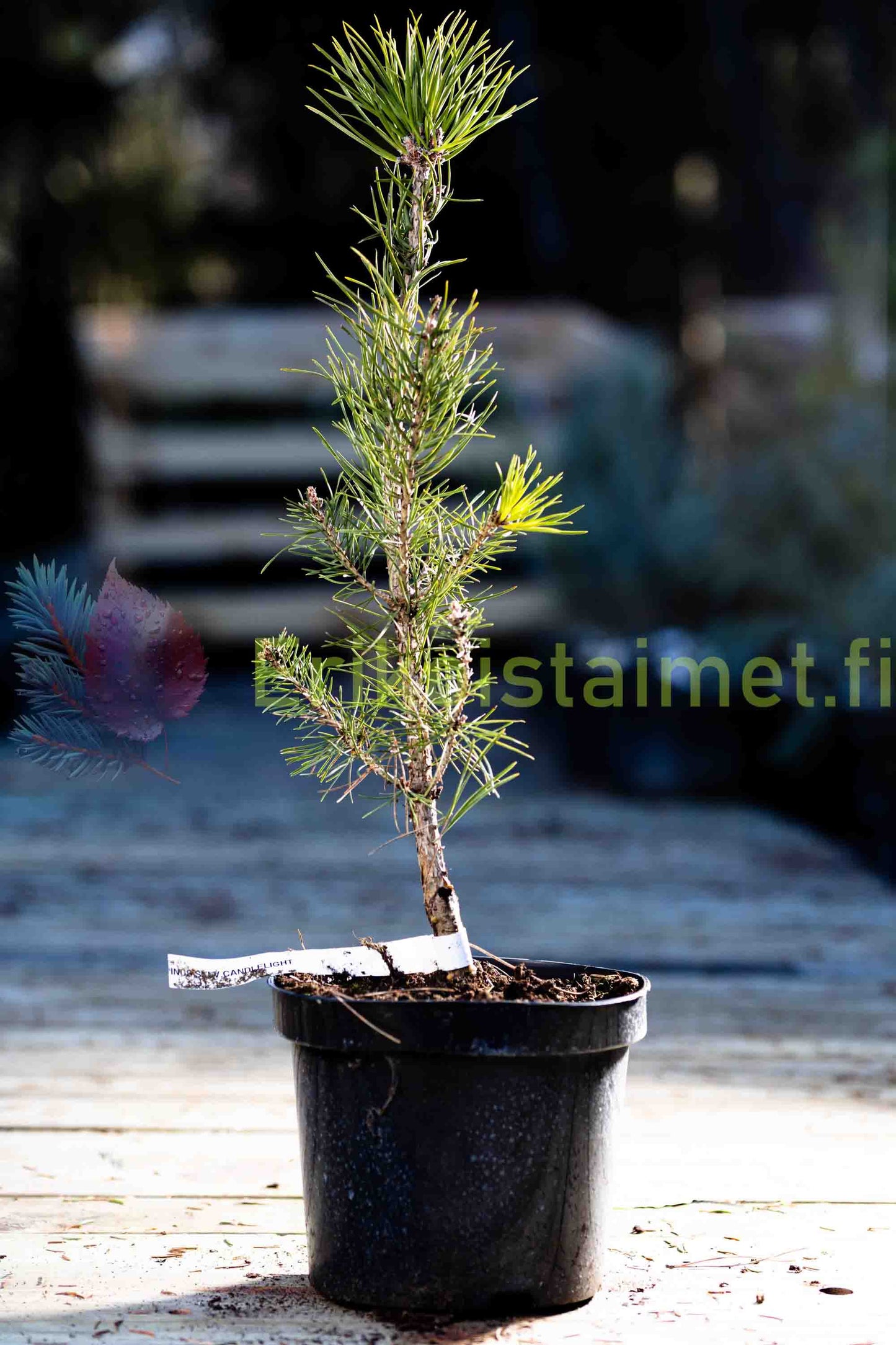 Pinus sylvestris 'Candlelight' - Mänty