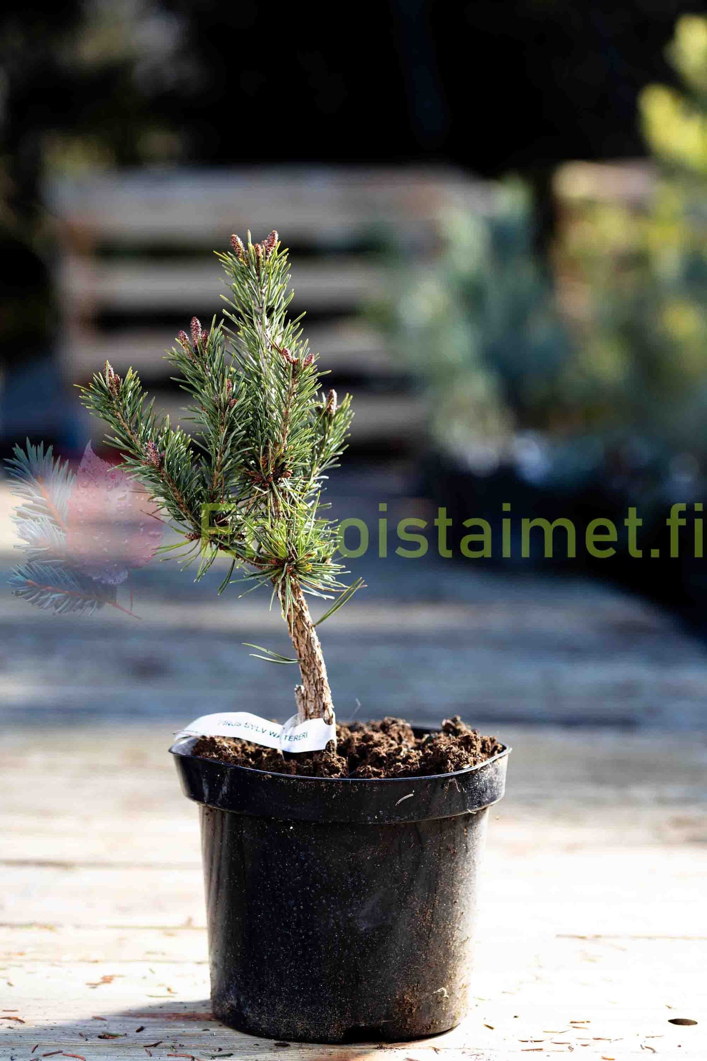 Pinus Sylvestris 'Watereri' - Kääpiömänty