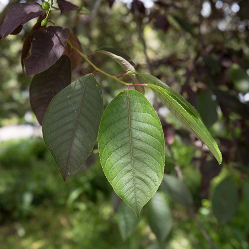 Prunus virginiana 'Canada Red' - Rusotuomi (Suomalainen taimi)