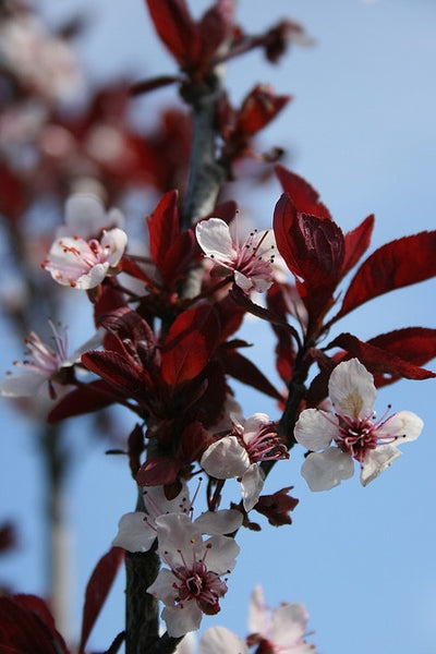 Prunus Cistena - Mustaluumu