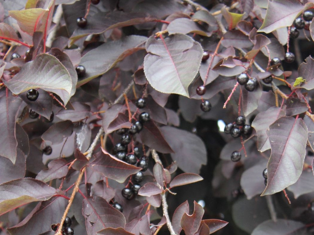 Prunus virginiana 'Canada Red' - Rusotuomi (Suomalainen taimi)