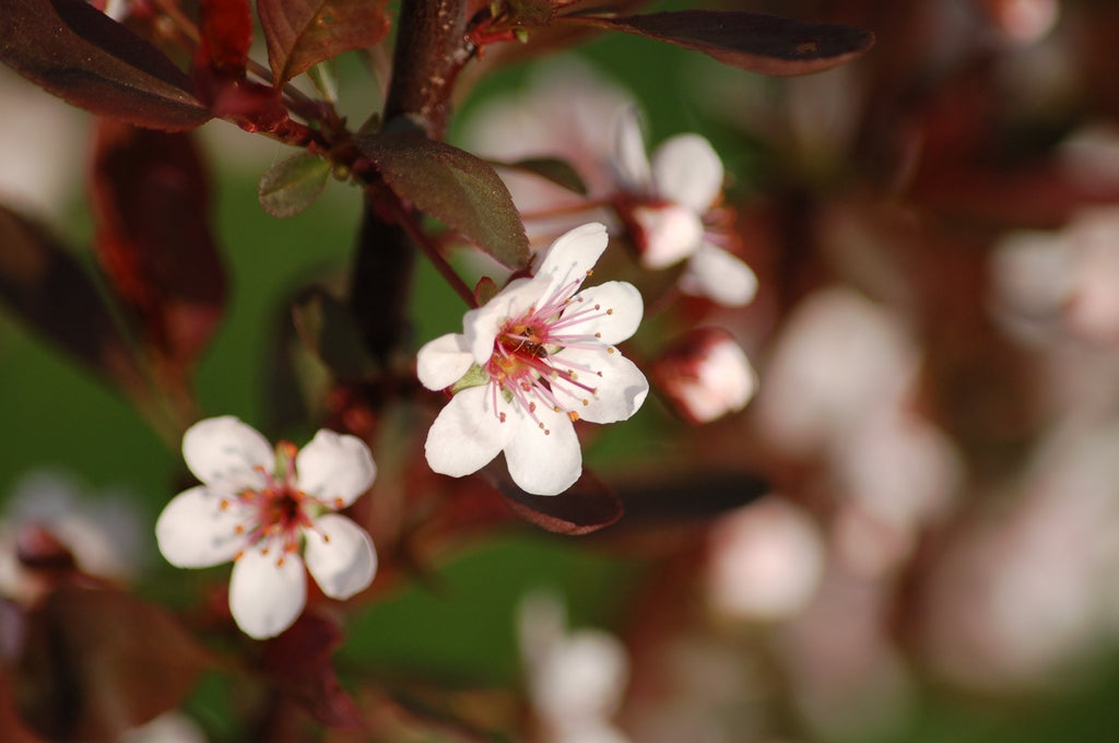 Prunus Cistena - Mustaluumu