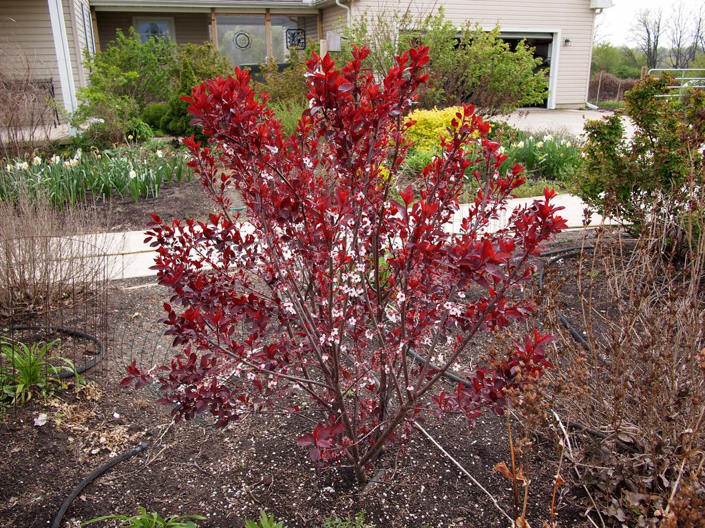 Prunus Cistena - Mustaluumu