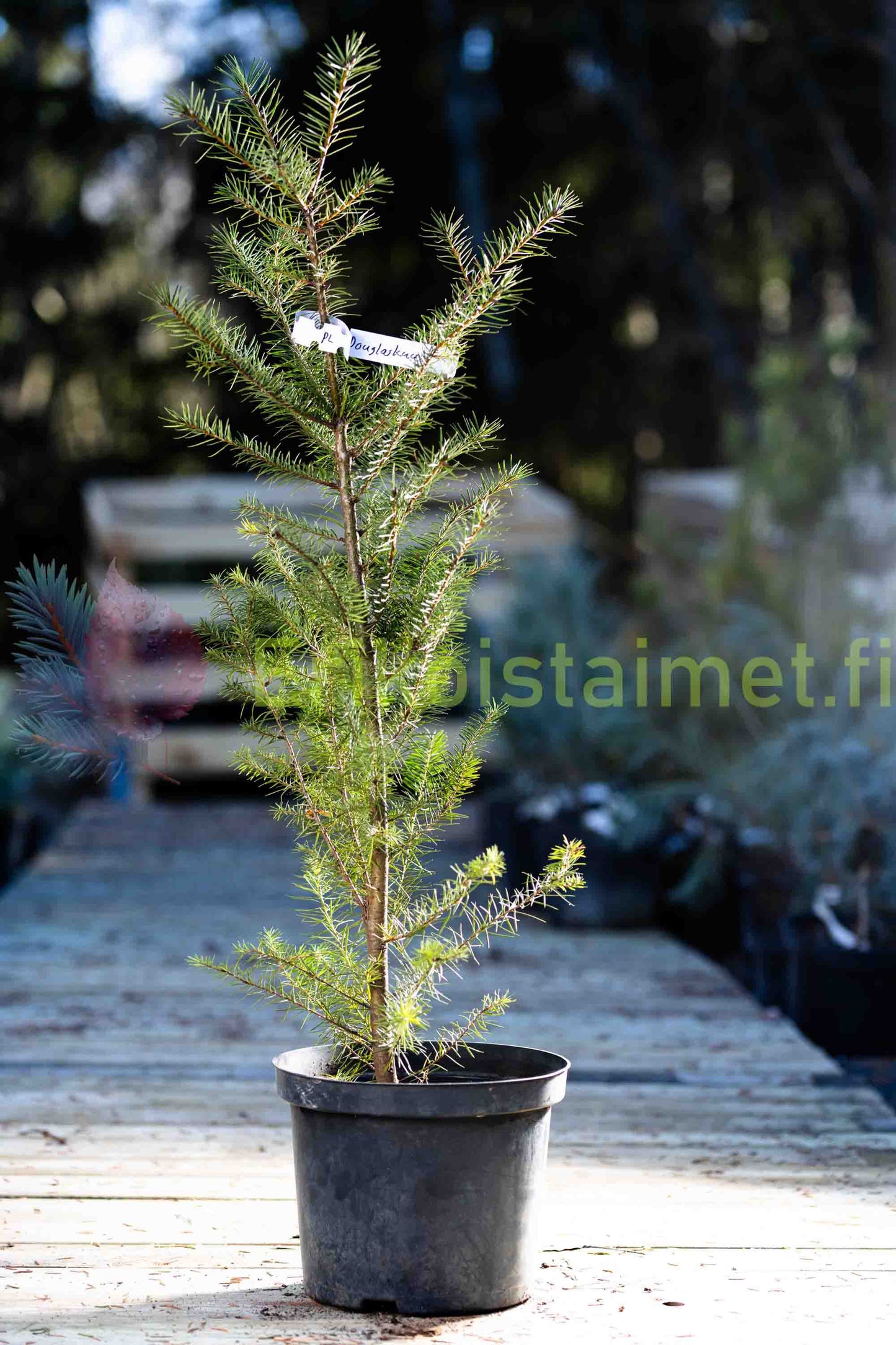 Pseudotsuga menziesii - Douglaskuusi