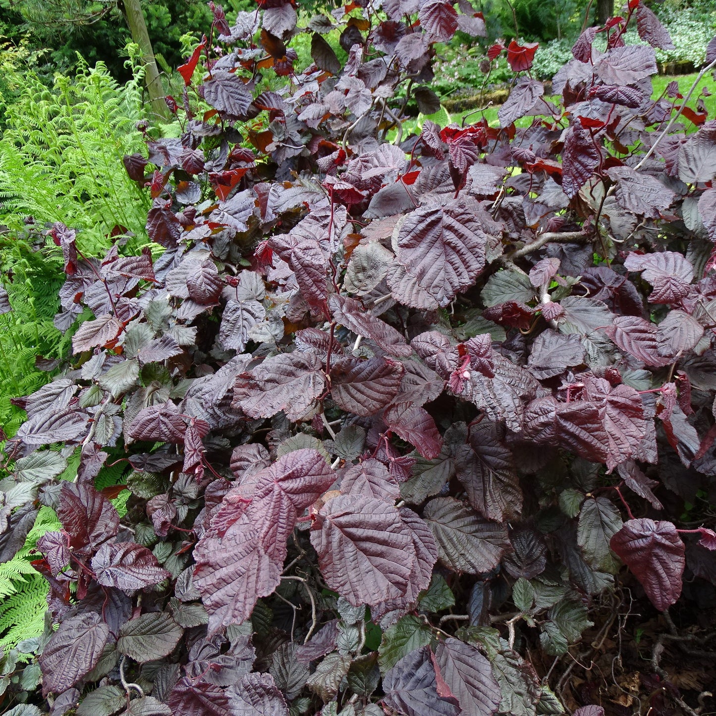 Corylus avellana ’Red Majestic’ "Pendula" - Riippapurppurapeikonpähkinä