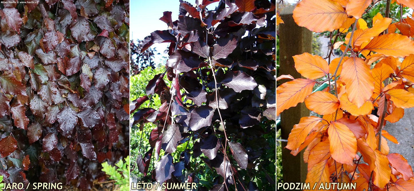 Fagus sylvatica 'Purpurea Pendula' - Riippaveripyökki, Punapyökki
