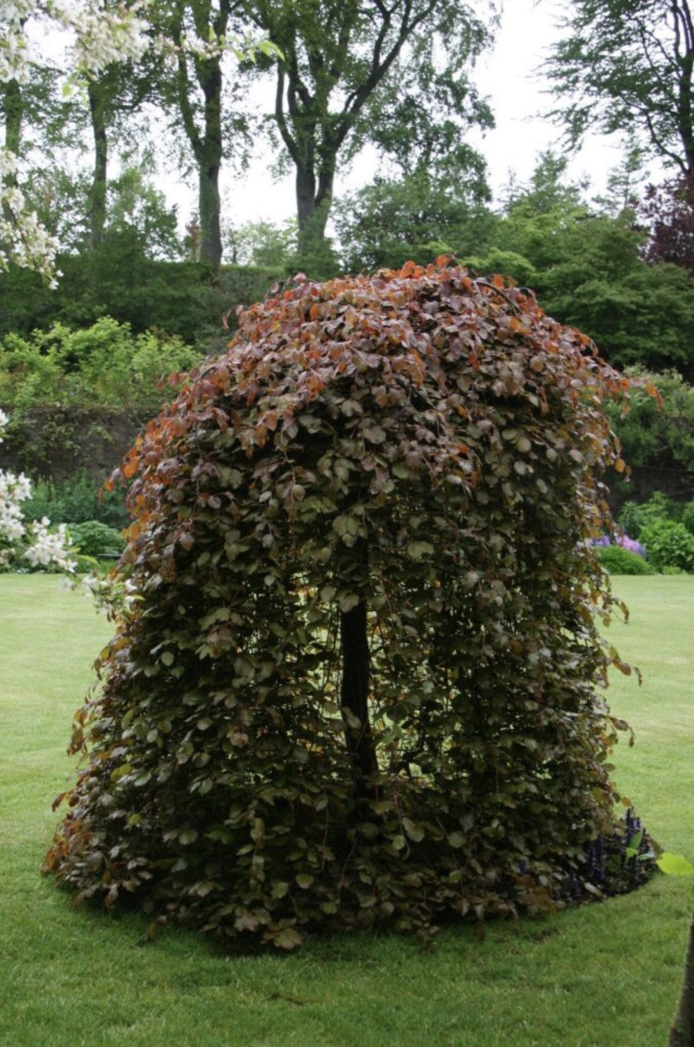 Fagus sylvatica 'Purpurea Pendula' - Riippaveripyökki, Punapyökki