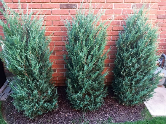 Juniperus Virginiana 'Skyrocket' - Kynäkataja