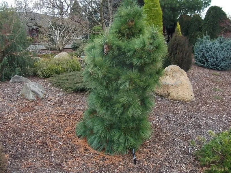 Pinus Schwerinii 'Wierthost' - Schwerin pine