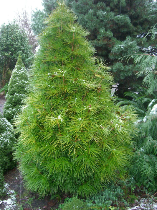 Sciadopitys verticillata - Varjostinkuusi
