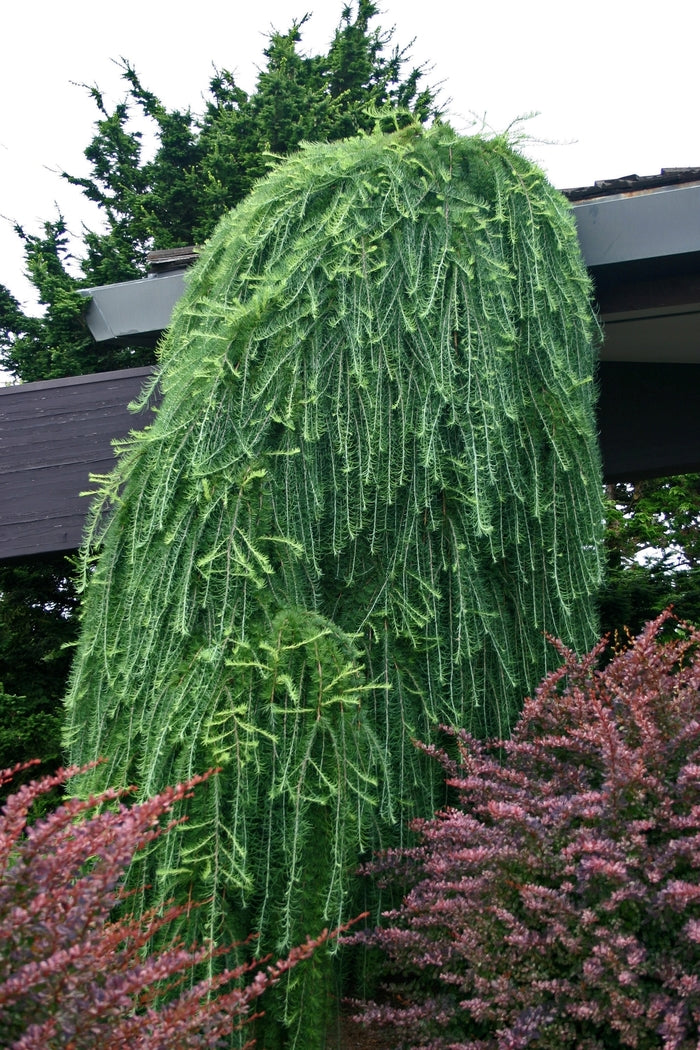 Larix decidua 'Pendula' - Riippaeuroopanlehtikuusi (vartettu, rungollinen)
