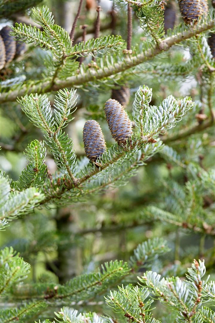 Abies koreana 'Silberlocke' - Kääpiökoreanpihta