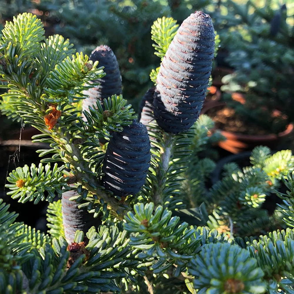 Abies lasiocarpa var. arizonica - Korkkilännenpihta