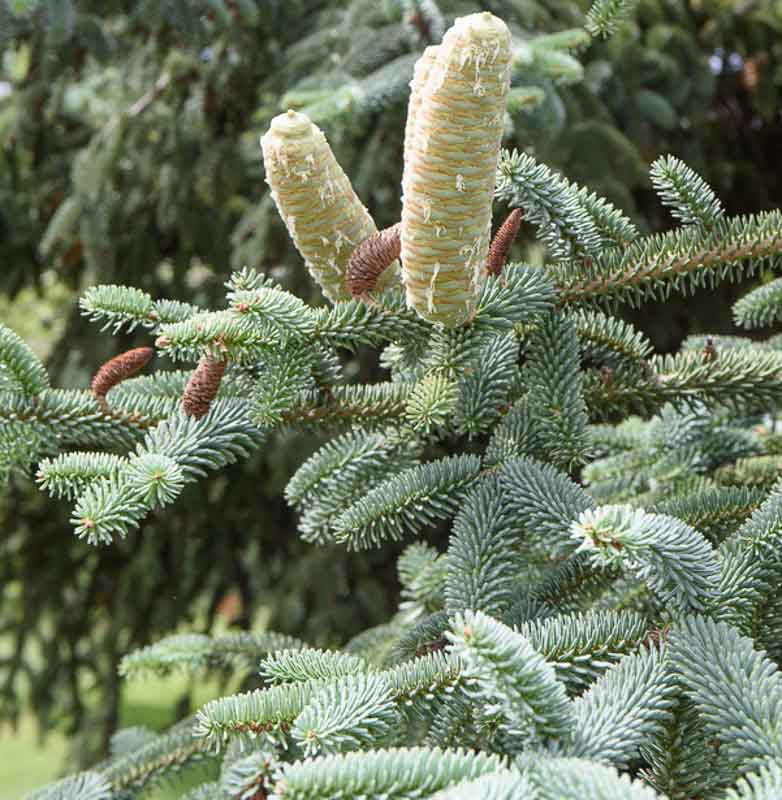 Abies pinsapo 'Glauca' - Spanish pine