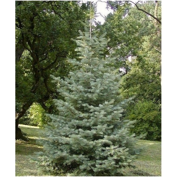 Abies concolor - Gray spruce