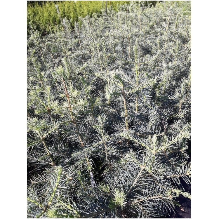 Abies concolor - Gray spruce