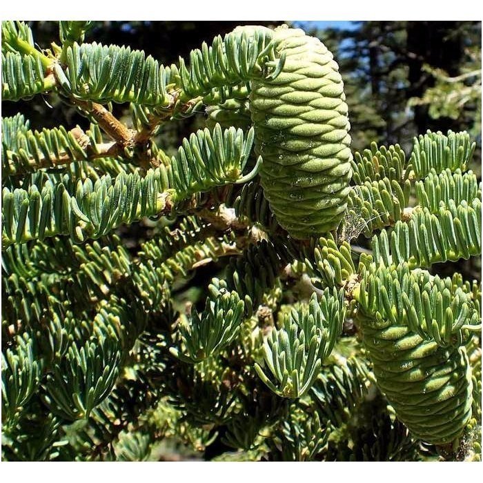 Abies concolor - Gray spruce