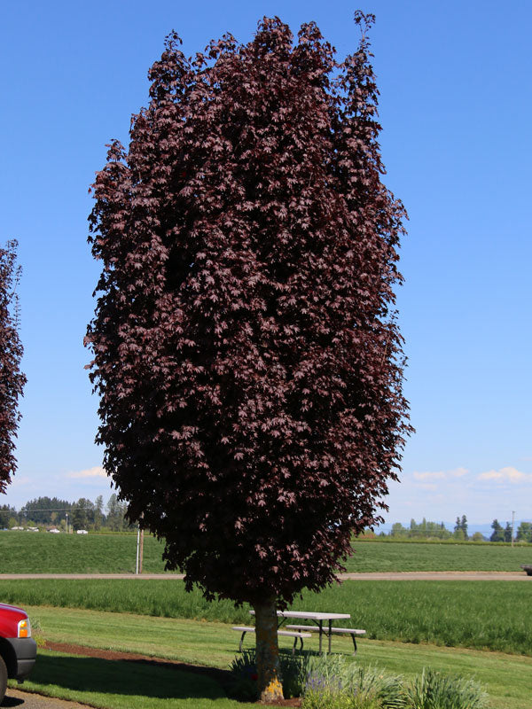 Acer platanoides 'Crimson Sentry' - Pilari- Hurmevaahtera / Verivaahtera