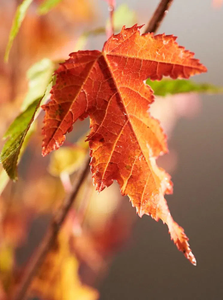 Acer tataricum 'Ginnala Fire' - Tataarivaahtera, pikkuvaahtera