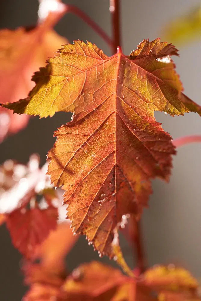 Acer tataricum 'Ginnala Fire' - Tataarivaahtera, pikkuvaahtera