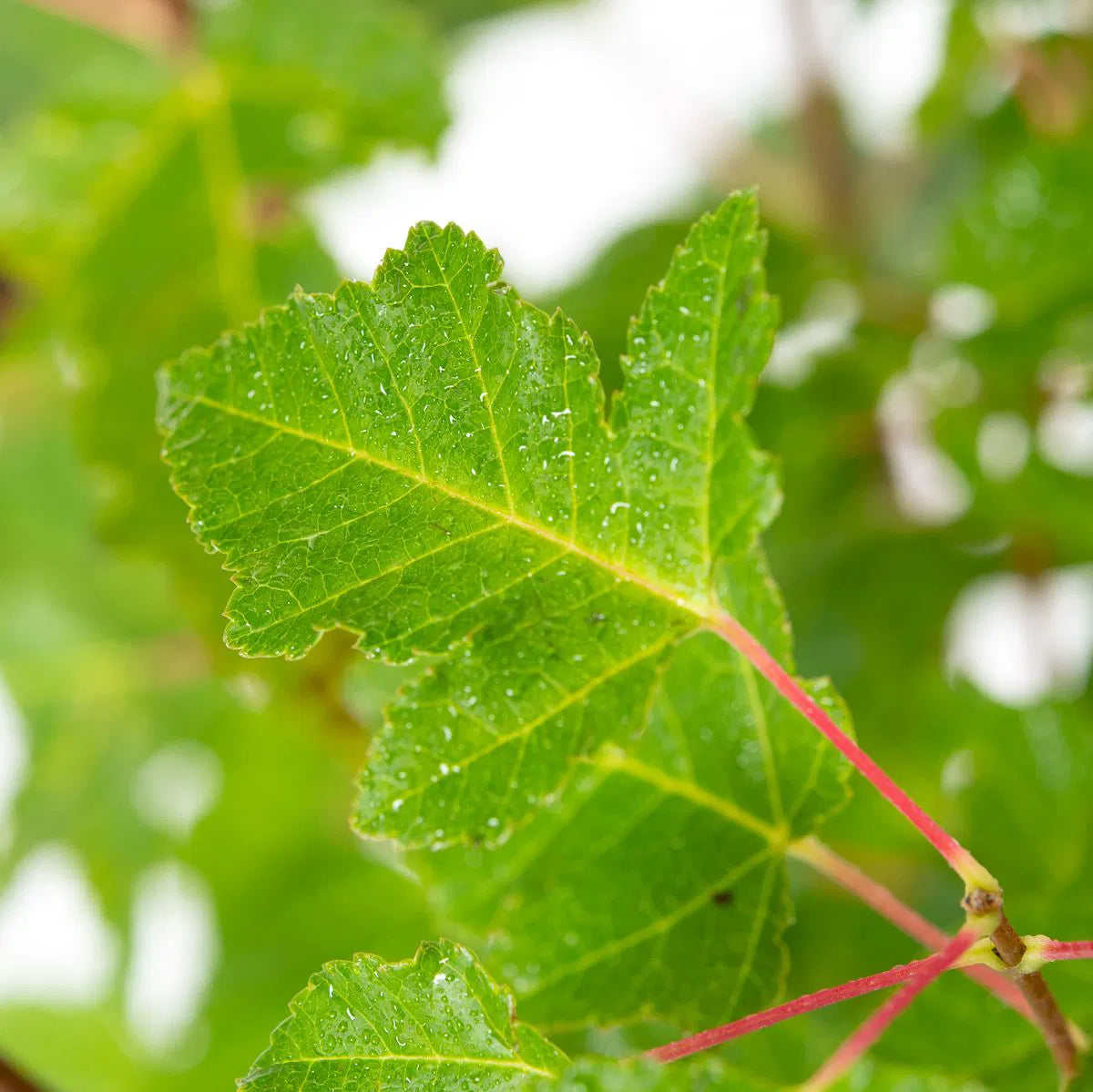 Acer tataricum 'Ginnala Fire' - Tataarivaahtera, pikkuvaahtera