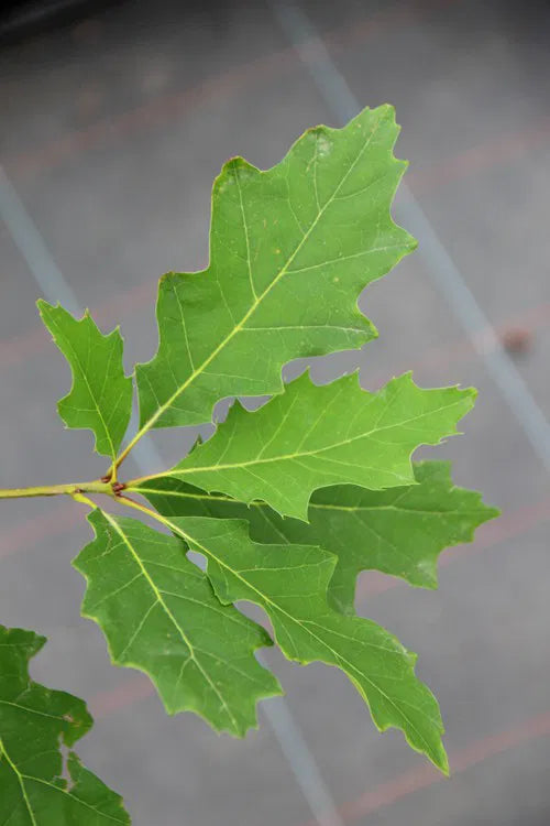 Quercus rubra - Punatammi