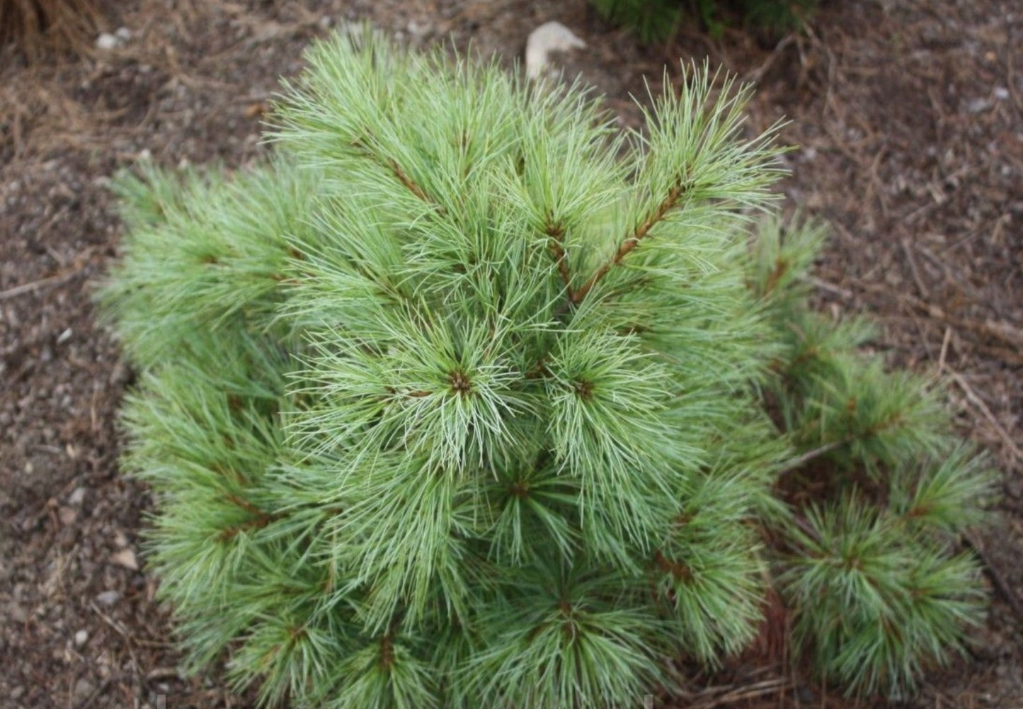 Pinus strobus "Blue Shag" - Strobus pine