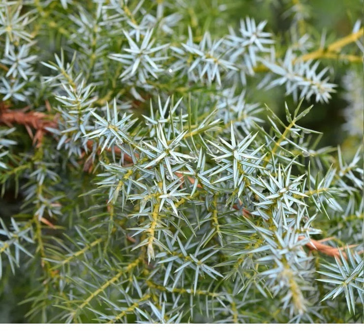 Juniperus Chinensis 'Blue Alps' - Kiinankataja