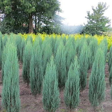 Juniperus Scopulorum 'Blue Arrow' - Sinikynäkataja / Kalliovuortenkataja