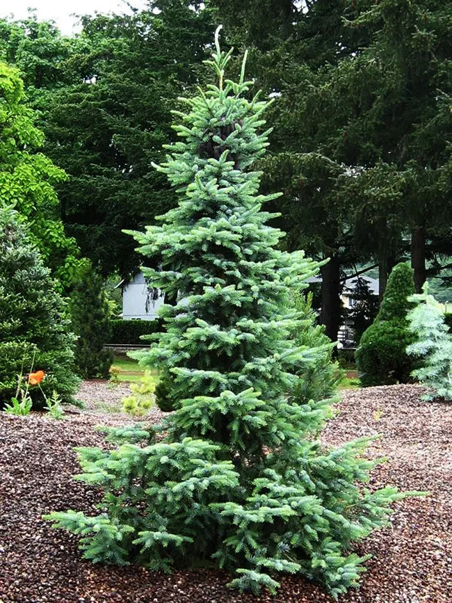 Picea Omorika 'Bruns' - Serbiankuusi