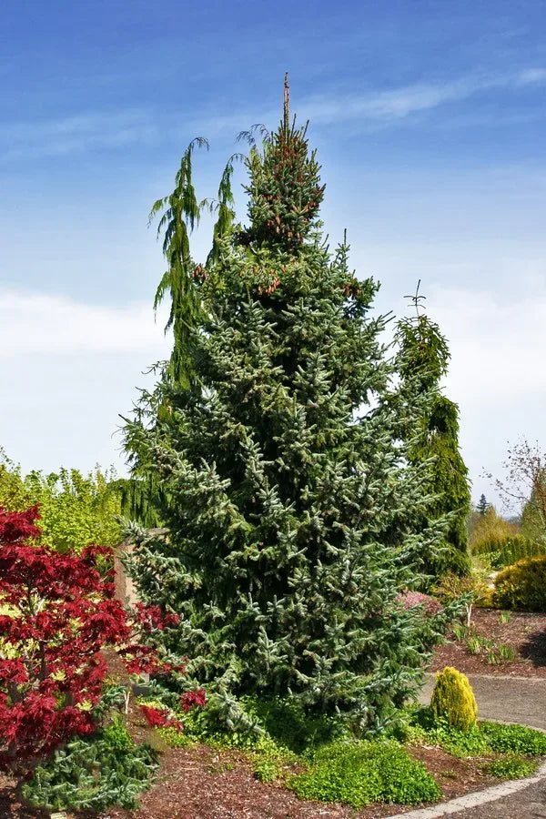 Picea Omorika 'Bruns' - Serbiankuusi