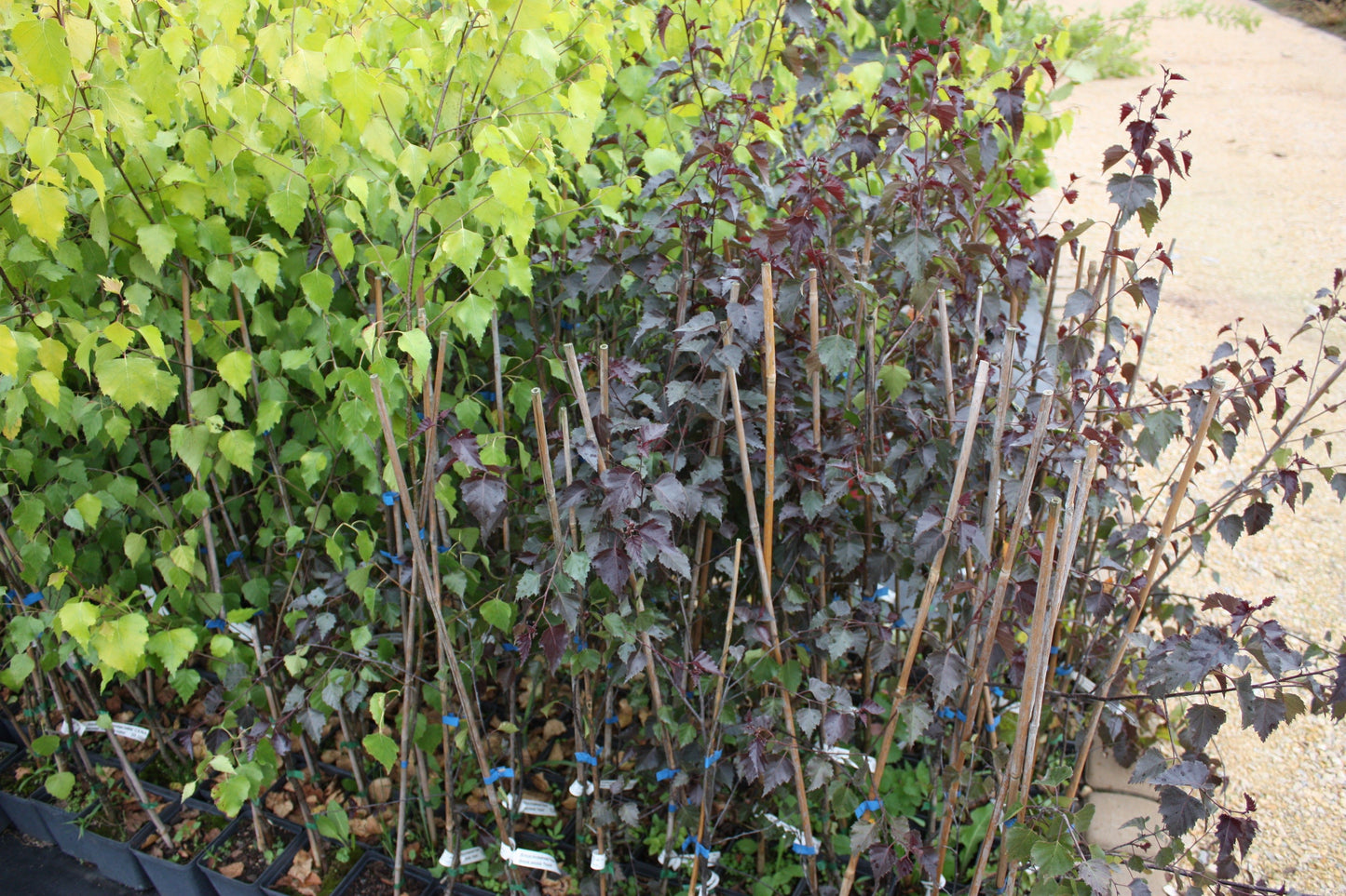 Betula Pendula 'Royal Frost' - Purppurakoivu / Rauduskoivun punalehtinen muoto