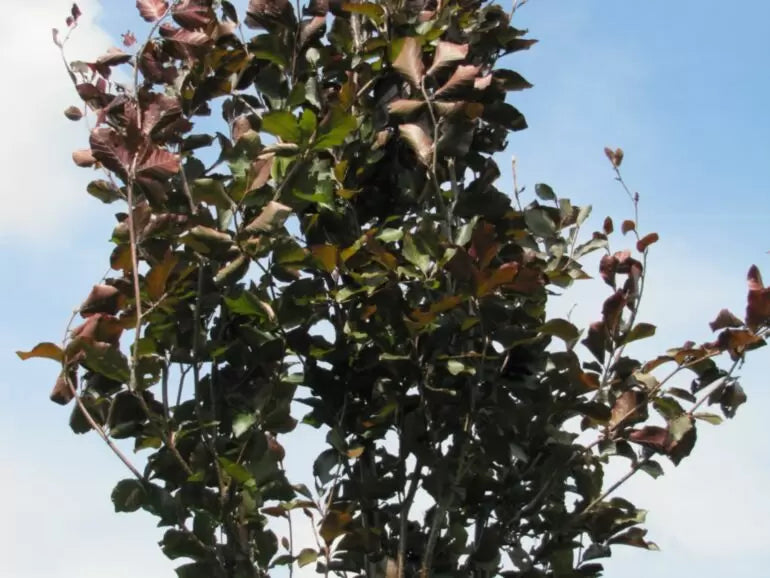 Fagus sylvatica 'Rohan Obelisk' - Pilaripunapyökki