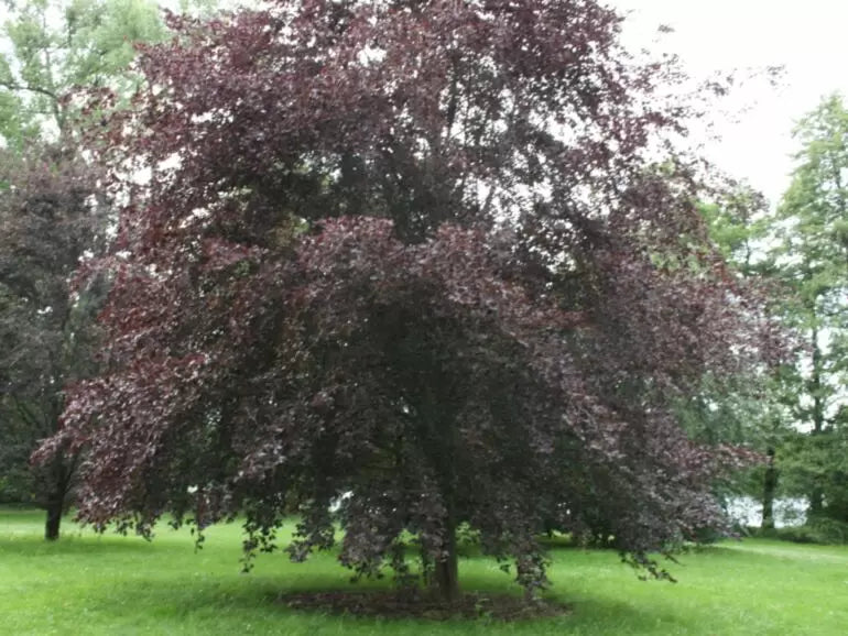 Fagus sylvatica 'Roseomarginata' (Purpurea Tricolor) - Scarlet beech