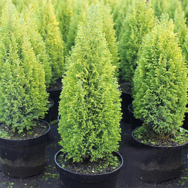 Chamaecyparis lawsoniana 'Ellwoodii Gold' - Lawsoninsypressi / Valesypressi