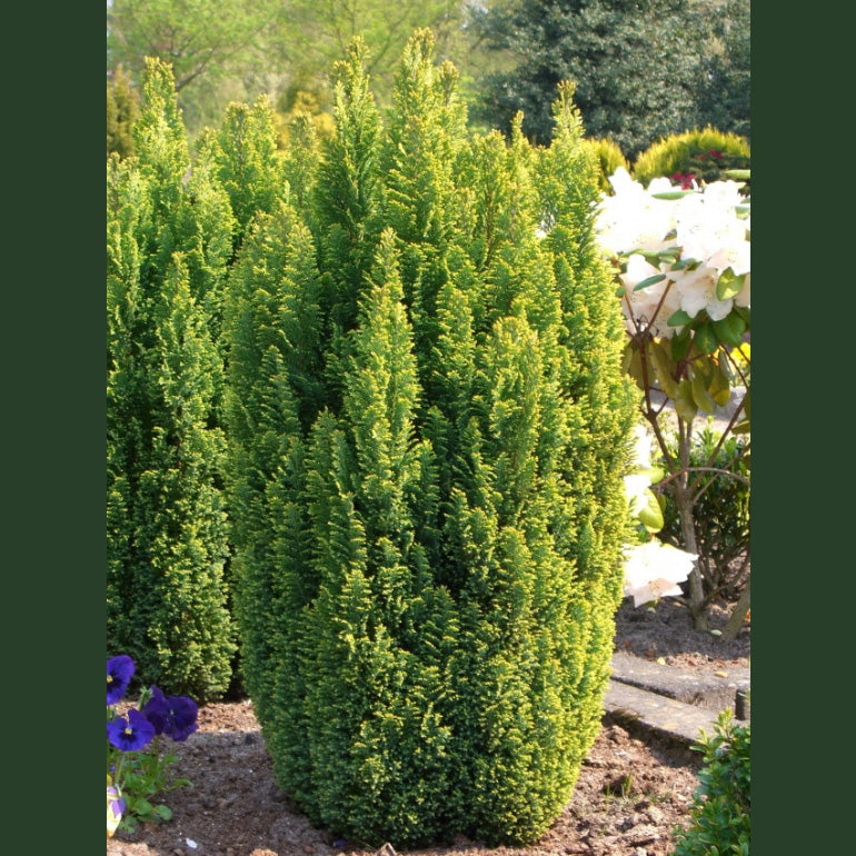 Chamaecyparis lawsoniana 'Ellwoodii Gold' - Lawsoninsypressi / Valesypressi