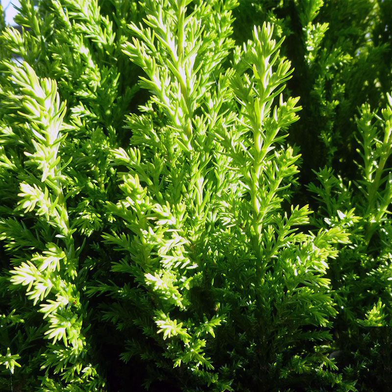 Chamaecyparis lawsoniana 'Ellwoodii Gold' - Lawsoninsypressi / Valesypressi