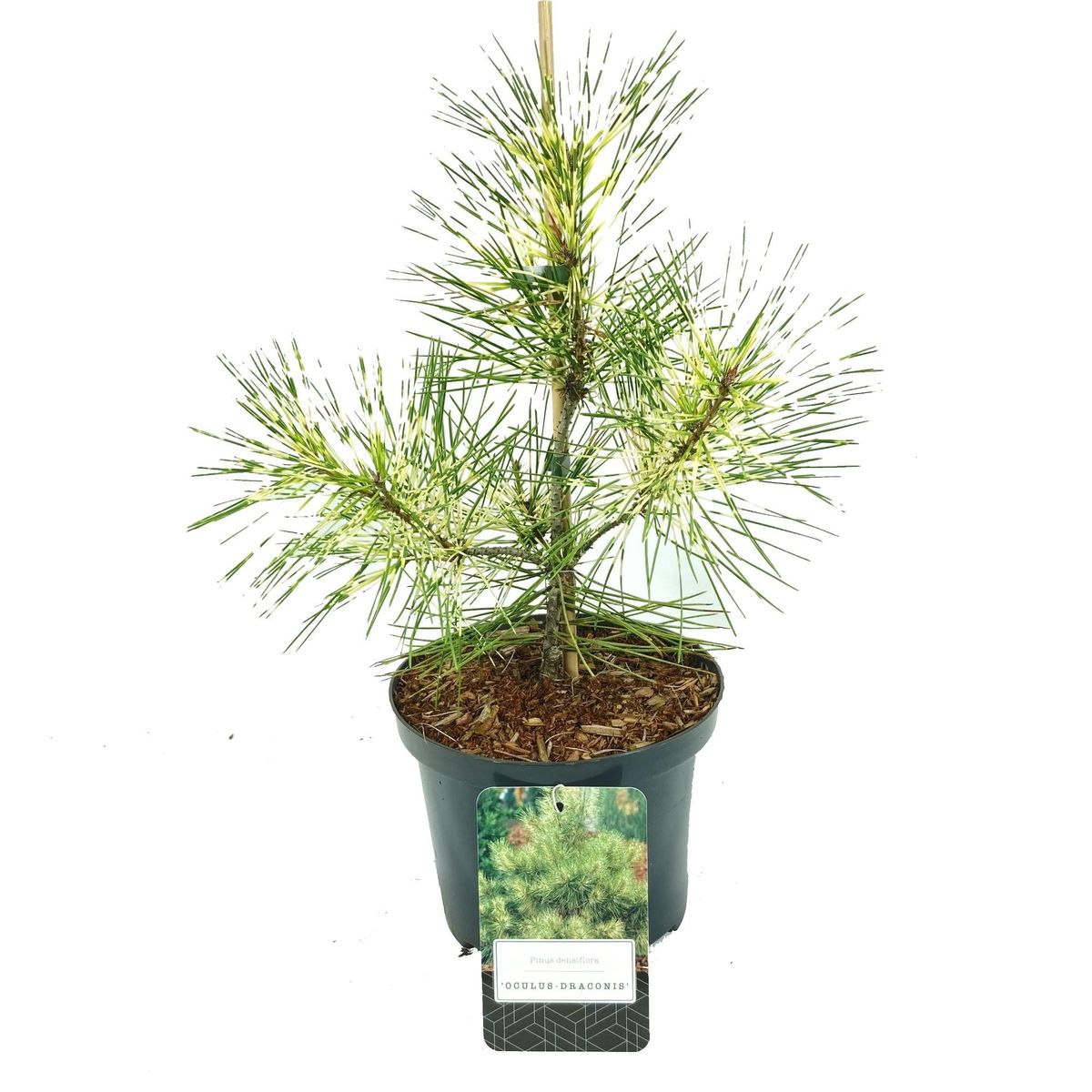 Pinus densiflora (sylvestris) 'Oculus Draconis' - Japaninpunamänty