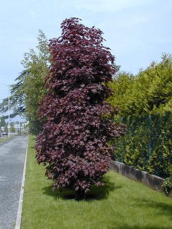 Acer platanoides 'Crimson Sentry' - Pilari- Hurmevaahtera / Verivaahtera