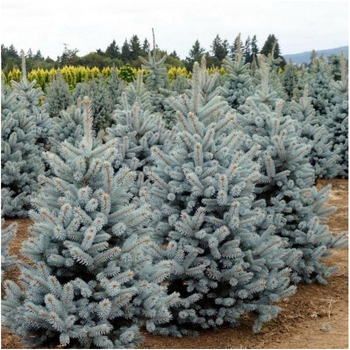 Picea pungens 'Blue Mountain' - Sinikuusi