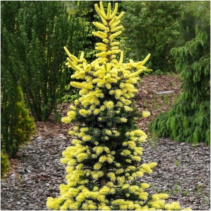 Picea Pungens 'Maigold' - Octopus/Blue Spruce (yellow)