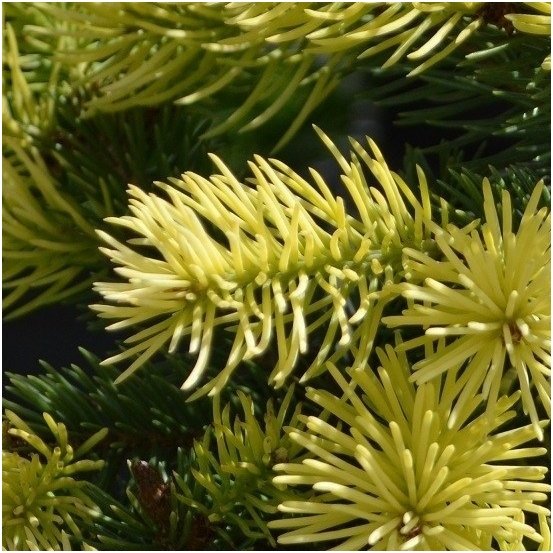 Picea Pungens 'Maigold' - Octopus/Blue Spruce (yellow)