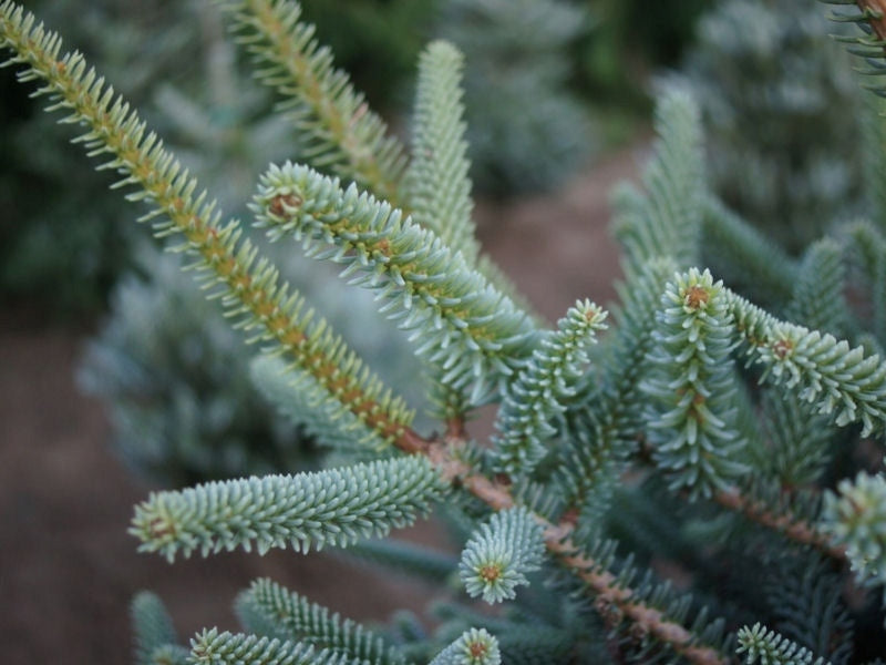Abies pinsapo 'Glauca' - Spanish pine
