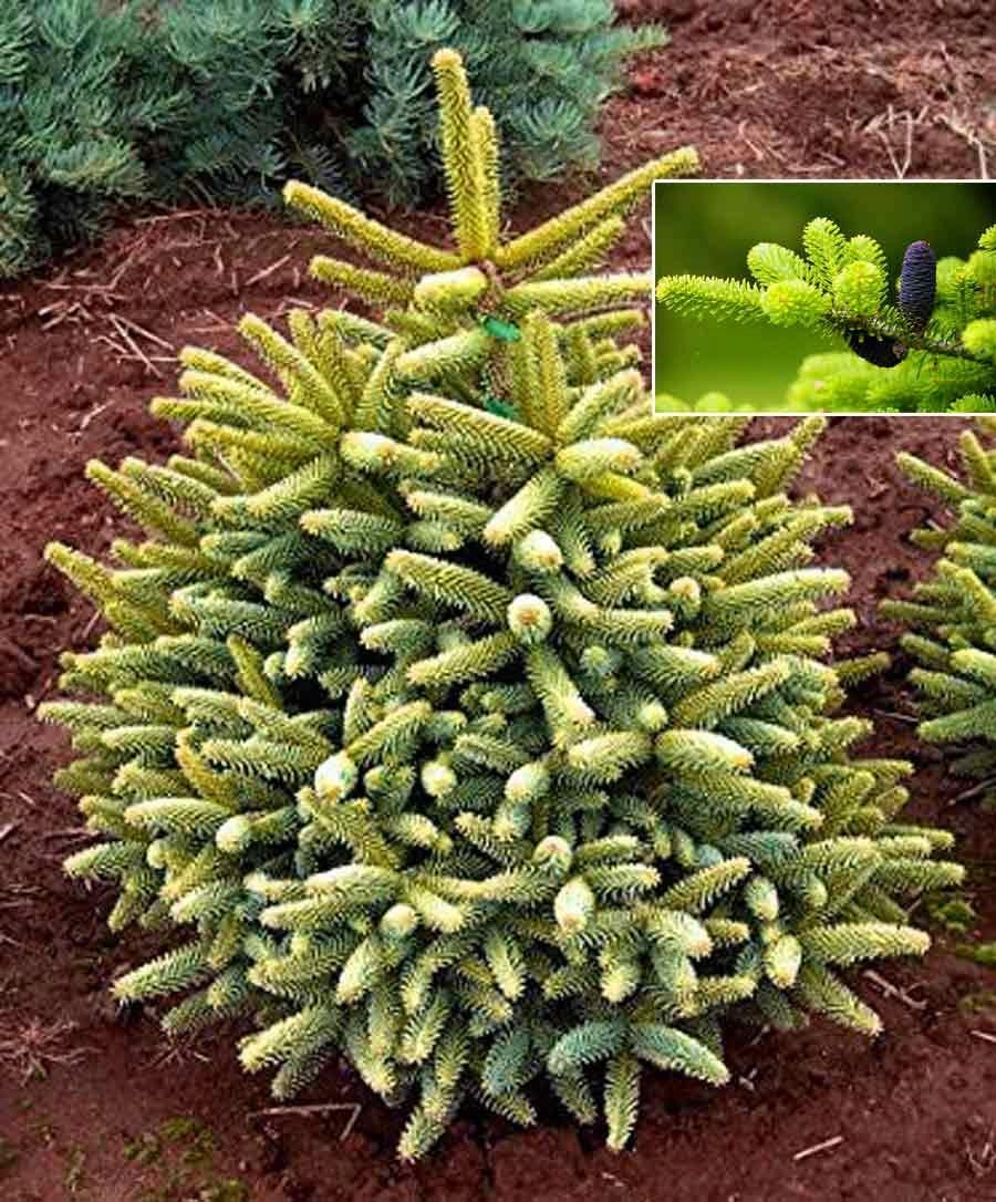 Abies pinsapo 'Glauca' - Spanish pine