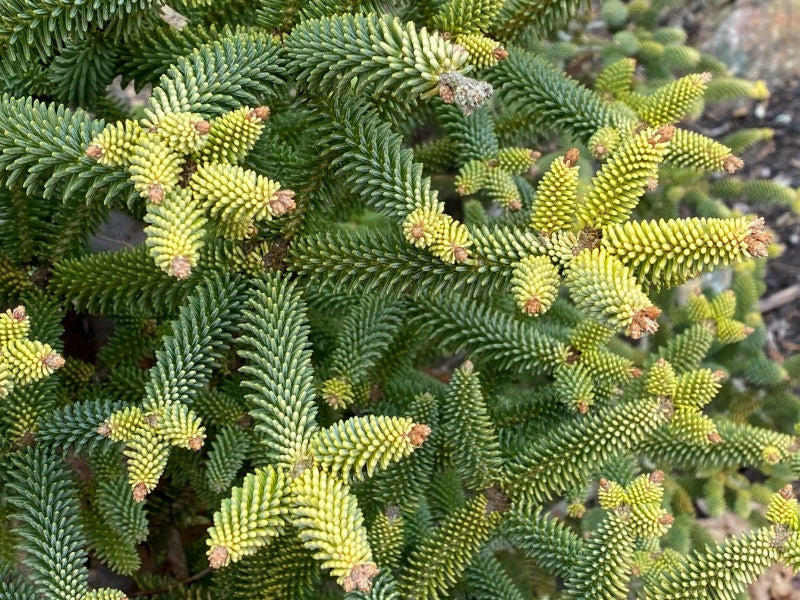 Abies pinsapo 'Glauca' - Spanish pine