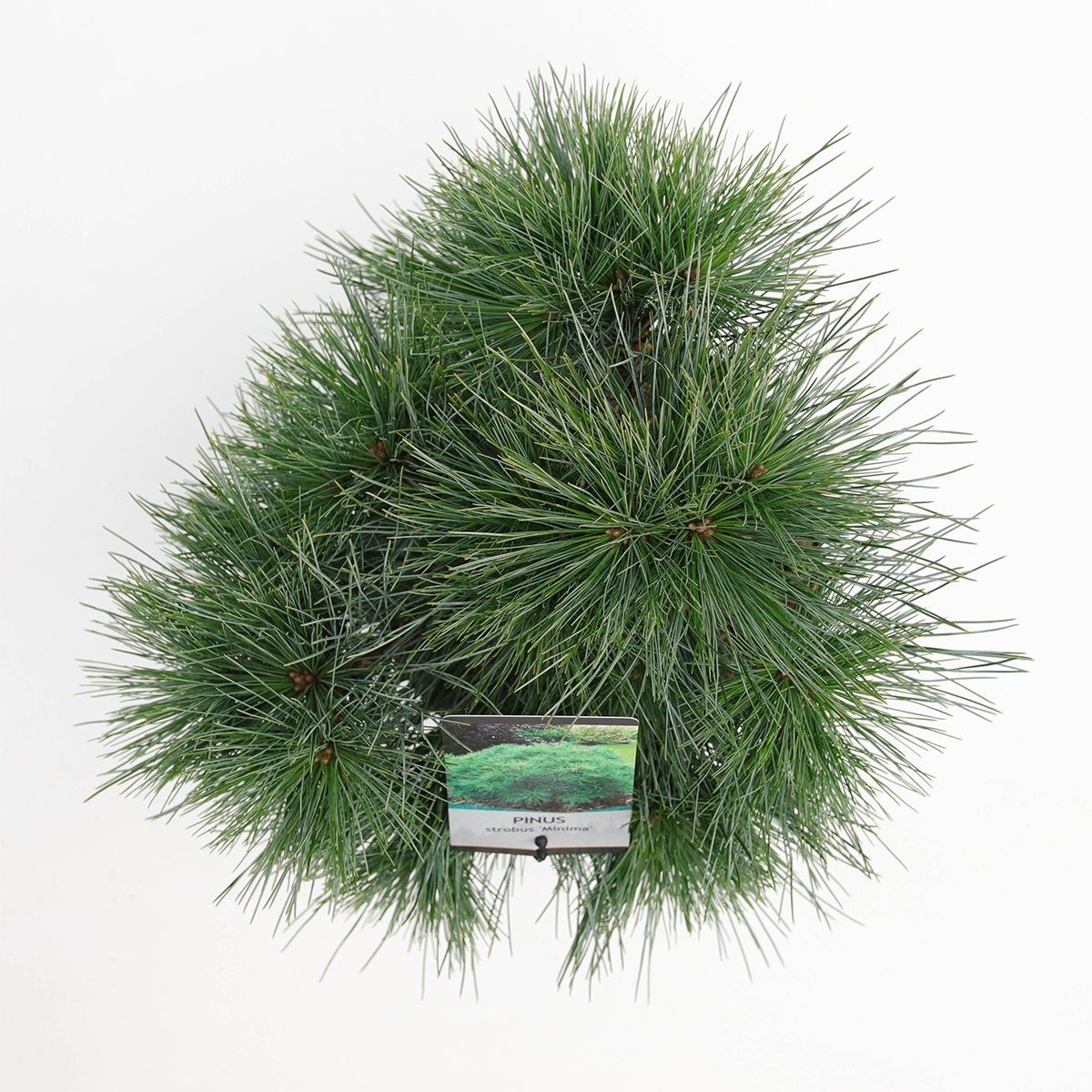 Pinus strobus "Minima" - Dwarf strobus pine